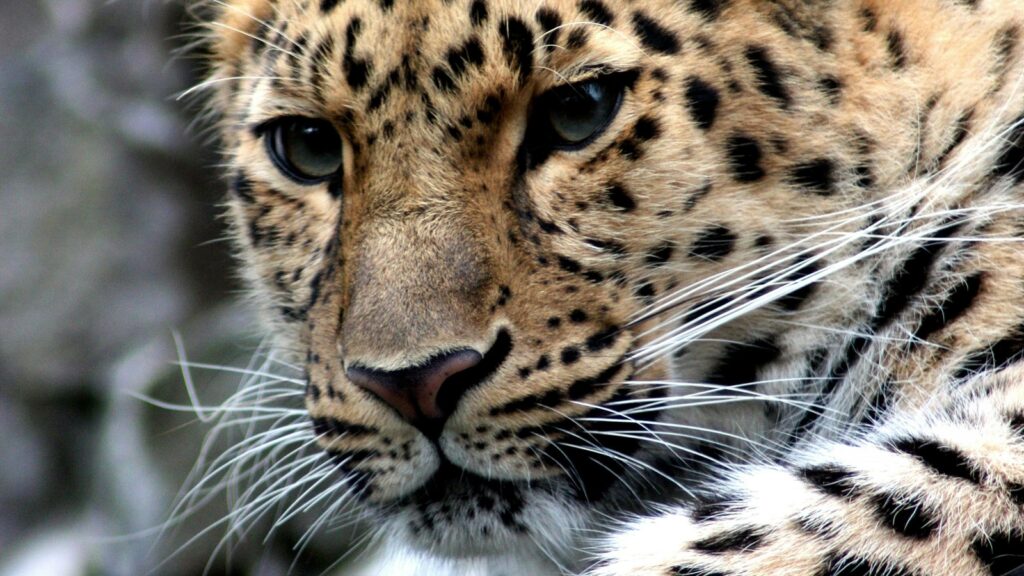 leopard 1749019308050 1752322568097